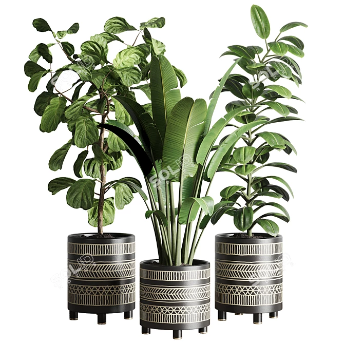 119 Plant Collection: Ravenala, Ficus Rubbery, Ficus Lyrata 3D model image 1