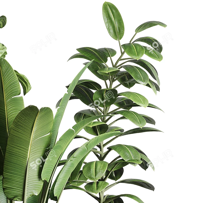 119 Plant Collection: Ravenala, Ficus Rubbery, Ficus Lyrata 3D model image 2