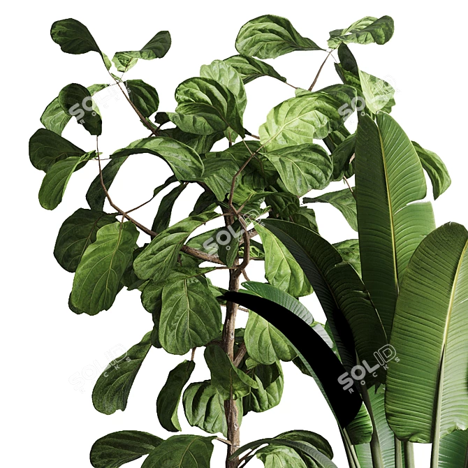 119 Plant Collection: Ravenala, Ficus Rubbery, Ficus Lyrata 3D model image 4