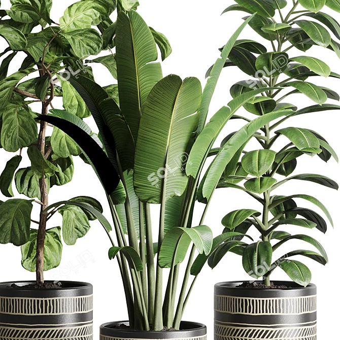119 Plant Collection: Ravenala, Ficus Rubbery, Ficus Lyrata 3D model image 5