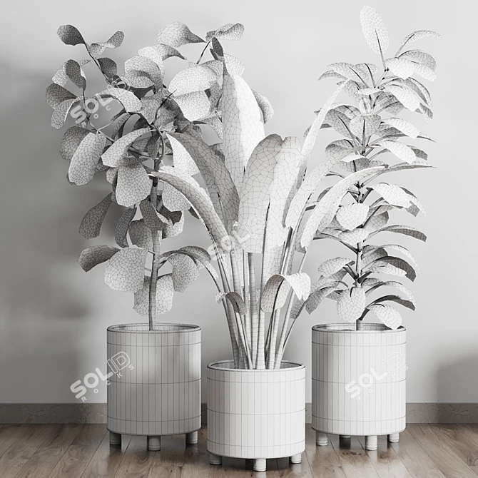 119 Plant Collection: Ravenala, Ficus Rubbery, Ficus Lyrata 3D model image 6