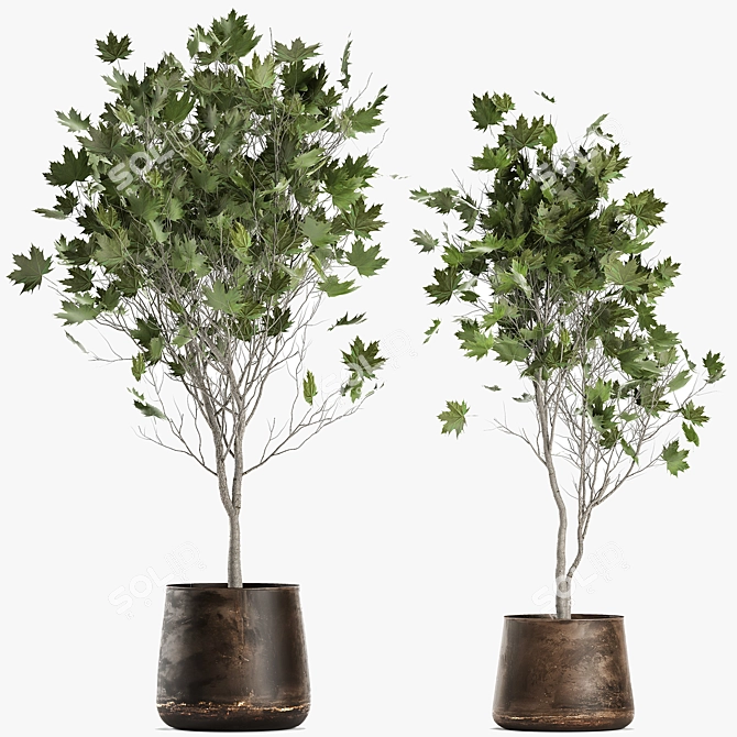 Reclaimed Rustic Plant Collection 3D model image 1