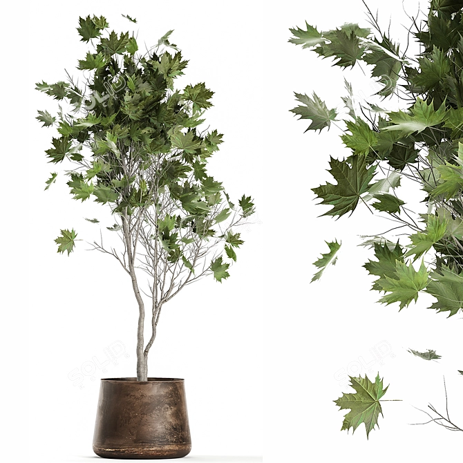 Reclaimed Rustic Plant Collection 3D model image 2