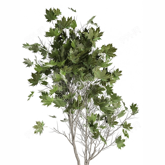 Reclaimed Rustic Plant Collection 3D model image 3