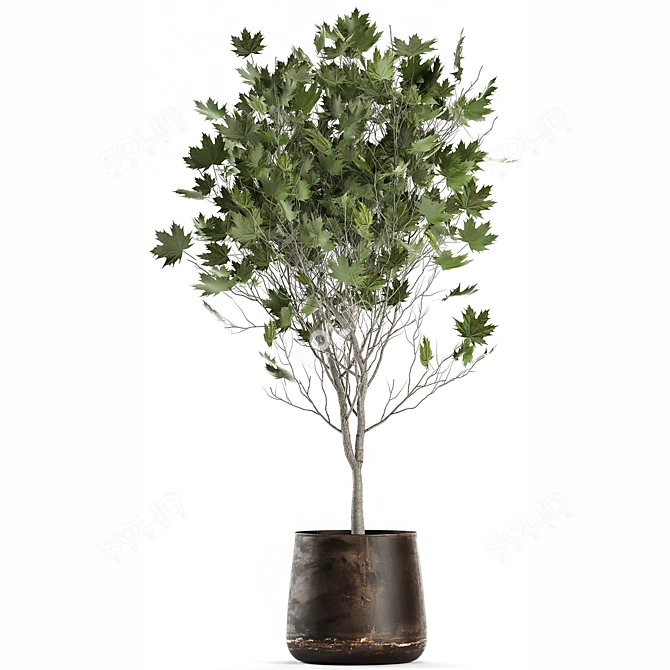 Reclaimed Rustic Plant Collection 3D model image 4