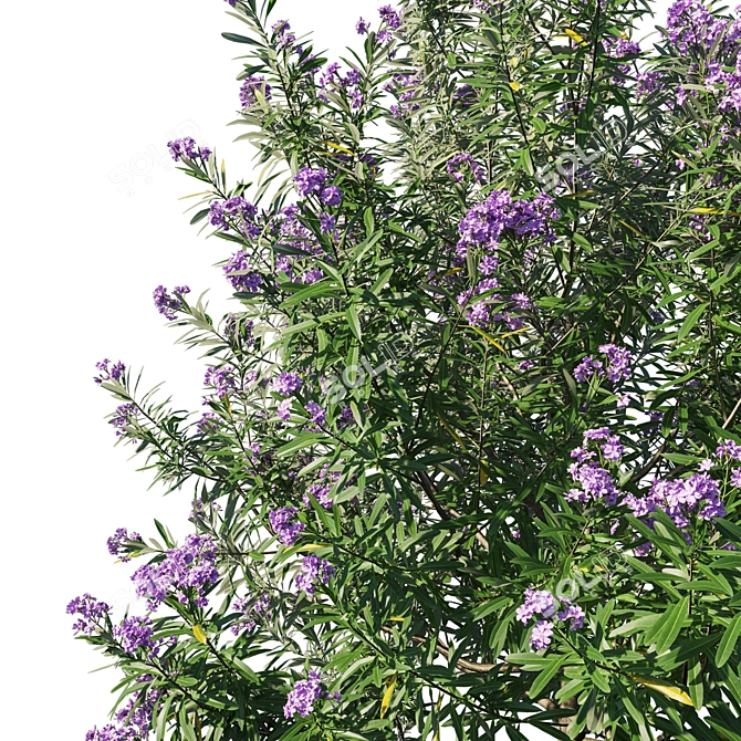 Nerium Oleander Collection: Stunning Floral 3D Model 3D model image 2