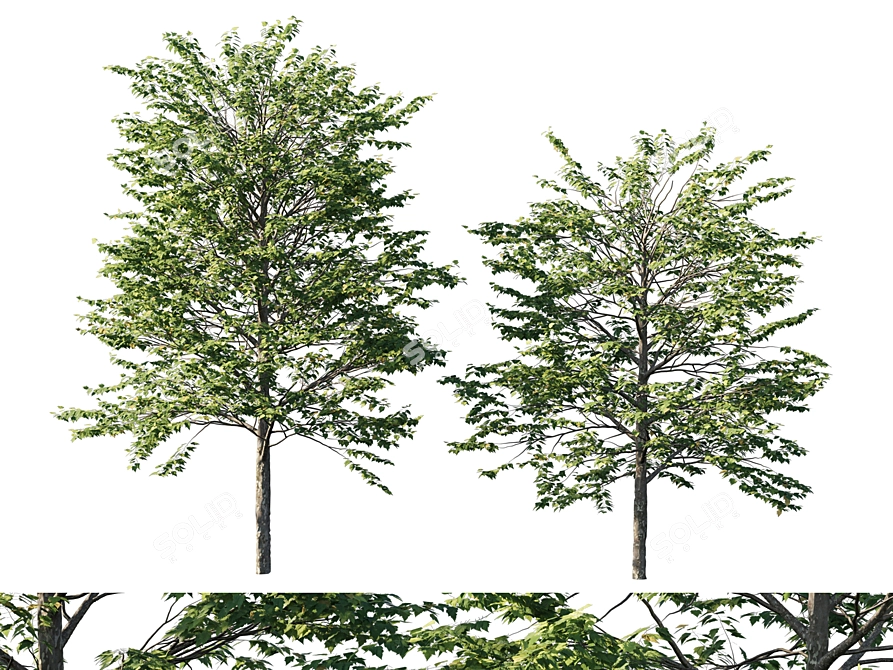 Platanus acerifolia 04 - Detailed 3D Model 3D model image 1