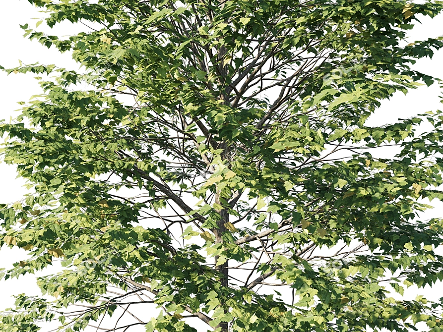 Platanus acerifolia 04 - Detailed 3D Model 3D model image 2