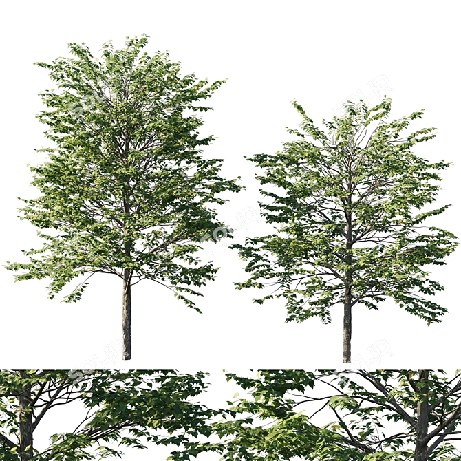 Platanus acerifolia 04 - Detailed 3D Model 3D model image 4