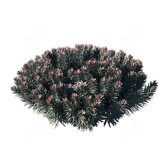 Euphorbia Blackbird 02: Modern Botanical Marvel 3D model image 2