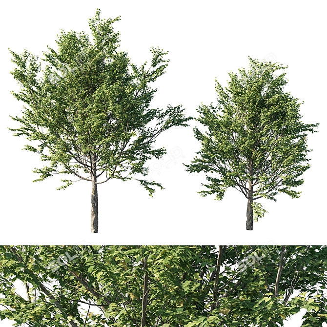 Platanus acerifolia 2013: 3D Model+Render 3D model image 1