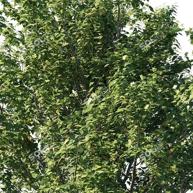 Platanus acerifolia 2013: 3D Model+Render 3D model image 2