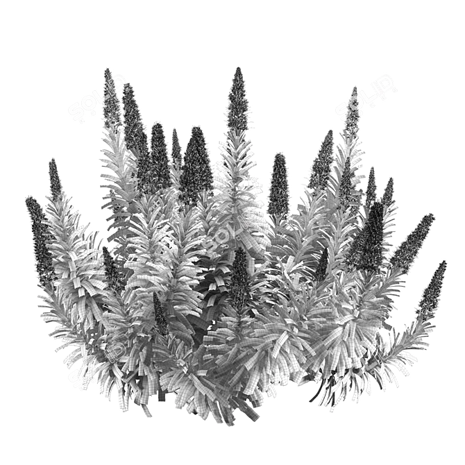 Pride of Madeira Plant - Stunning Echium Varieties 3D model image 1