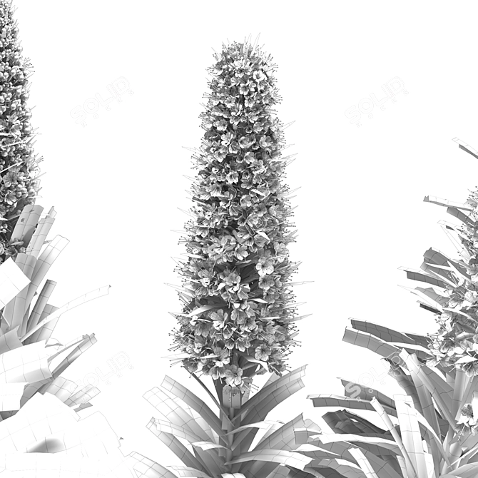 Pride of Madeira Plant - Stunning Echium Varieties 3D model image 2