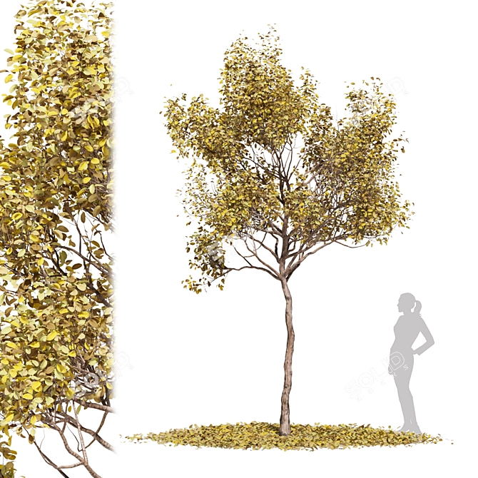 Autumn Bliss Tree Collection 3D model image 2