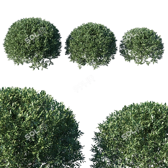 Delicate Fragrant Aglaia Plant 3D model image 1