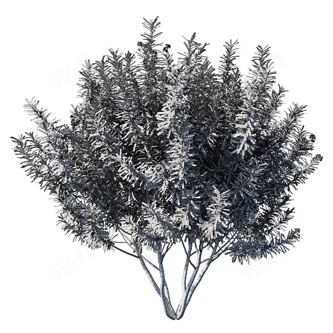 Elegant Oleander Collection: 2013 Millimeter Masterpiece 3D model image 3