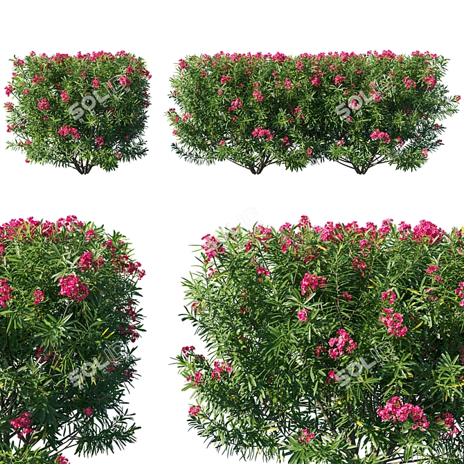 Nerium Oleander 05: Elegant Floral Collection 3D model image 1