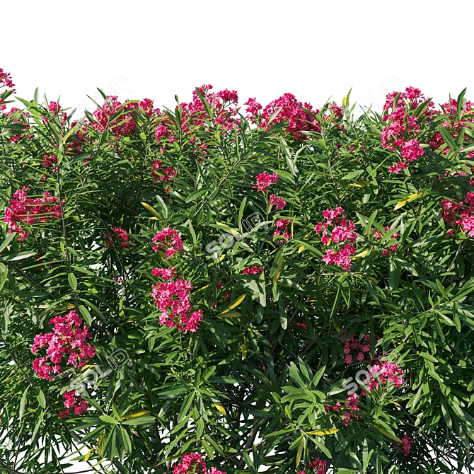 Nerium Oleander 05: Elegant Floral Collection 3D model image 2