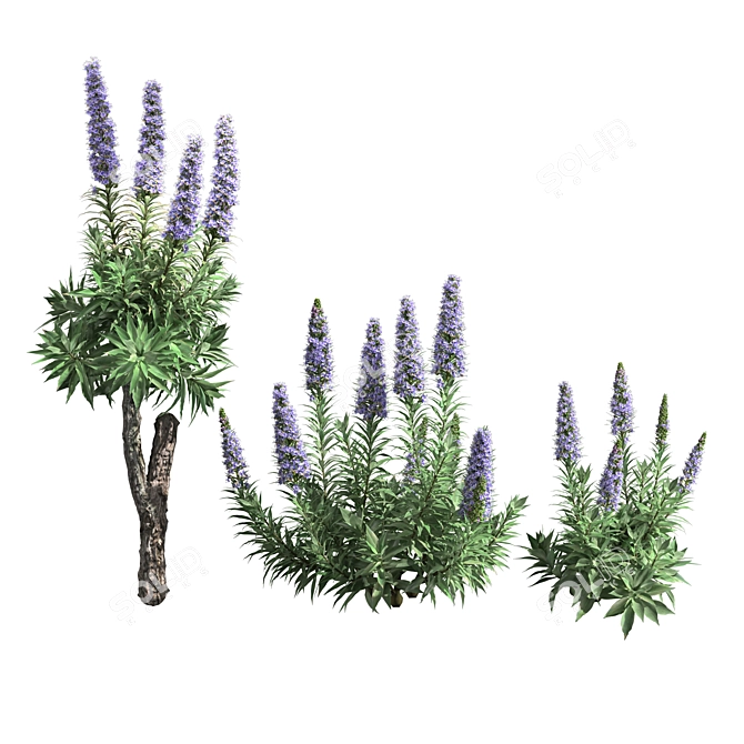 Echium Pride of Madeira: Stunning Floral Beauty 3D model image 1