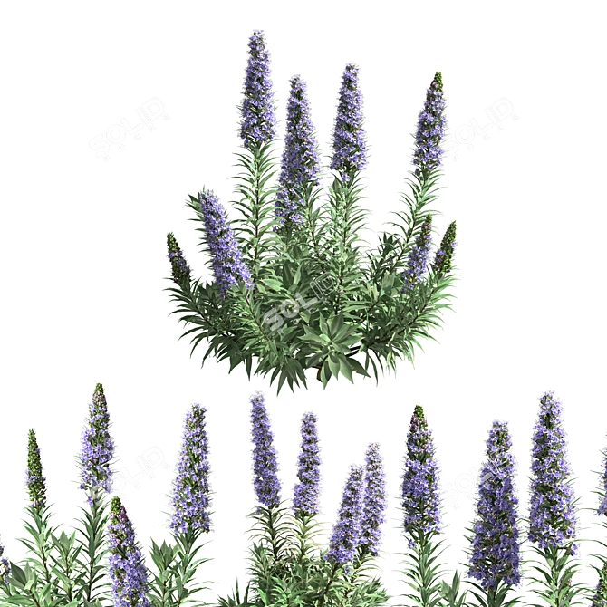 Echium Pride of Madeira: Stunning Floral Beauty 3D model image 2