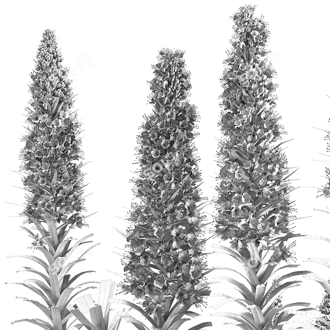 Echium Pride of Madeira: Stunning Floral Beauty 3D model image 4