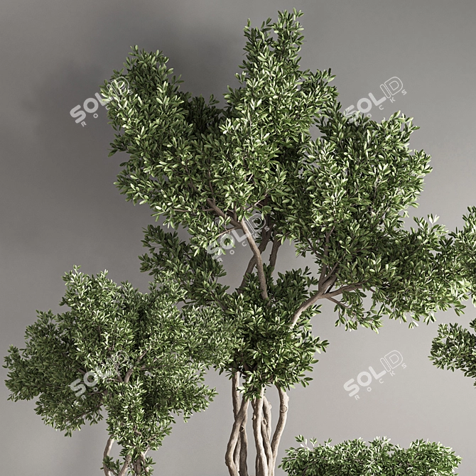 Green Oasis Indoor Plant Set 3D model image 6