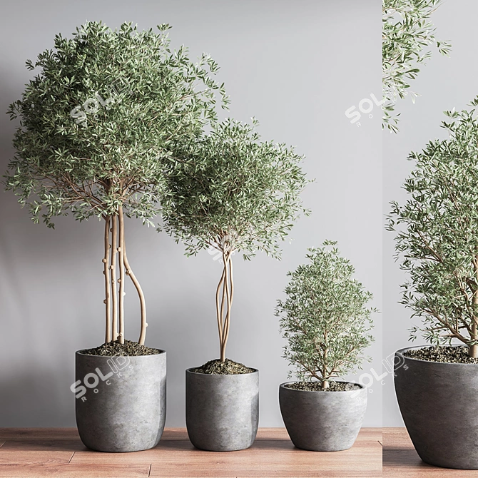 Elegant Indoor Plant Set12 3D model image 3