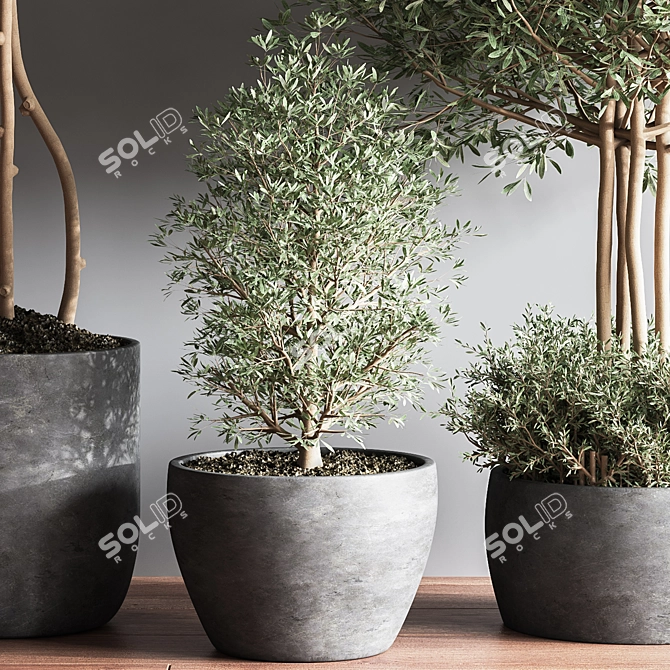 Elegant Indoor Plant Set12 3D model image 5