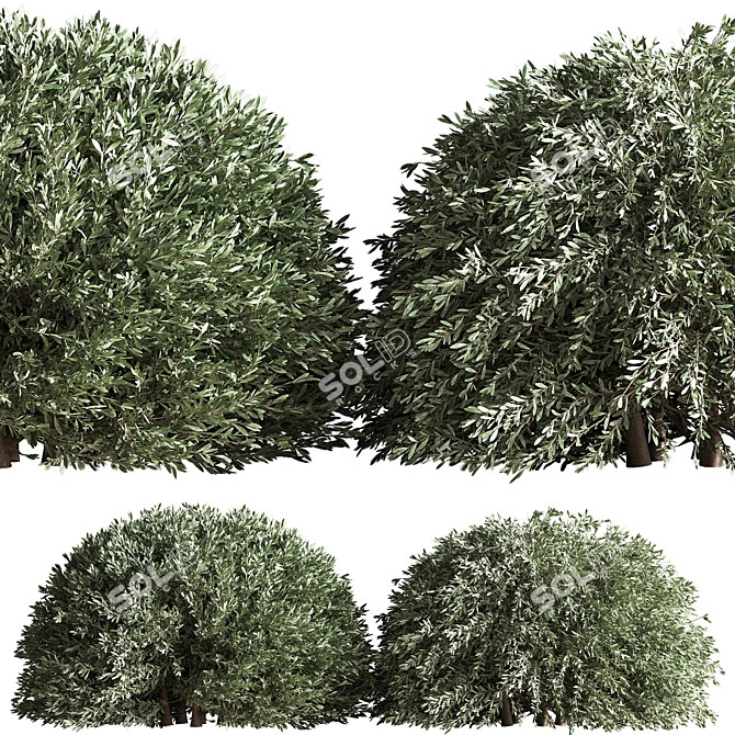 Bush02: Versatile 2015 3D Model 3D model image 3