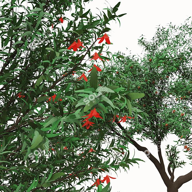 Pomegranate Tree Duo: Perfect Ornamental Fruit Trees! 3D model image 5