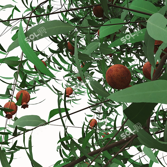 Pomegranate Tree Duo: Perfect Ornamental Fruit Trees! 3D model image 6