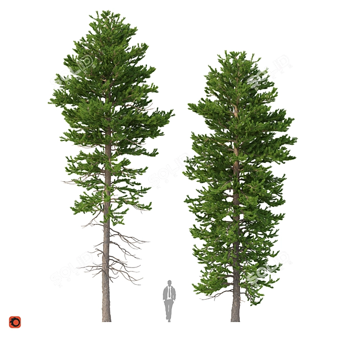 Norway Spruce Set - Realistic 3D Tree Models 3D model image 1