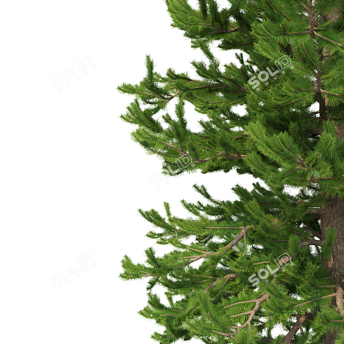 Norway Spruce Set - Realistic 3D Tree Models 3D model image 3