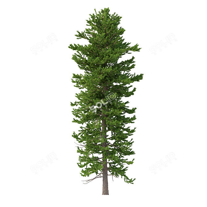 Norway Spruce Set - Realistic 3D Tree Models 3D model image 5