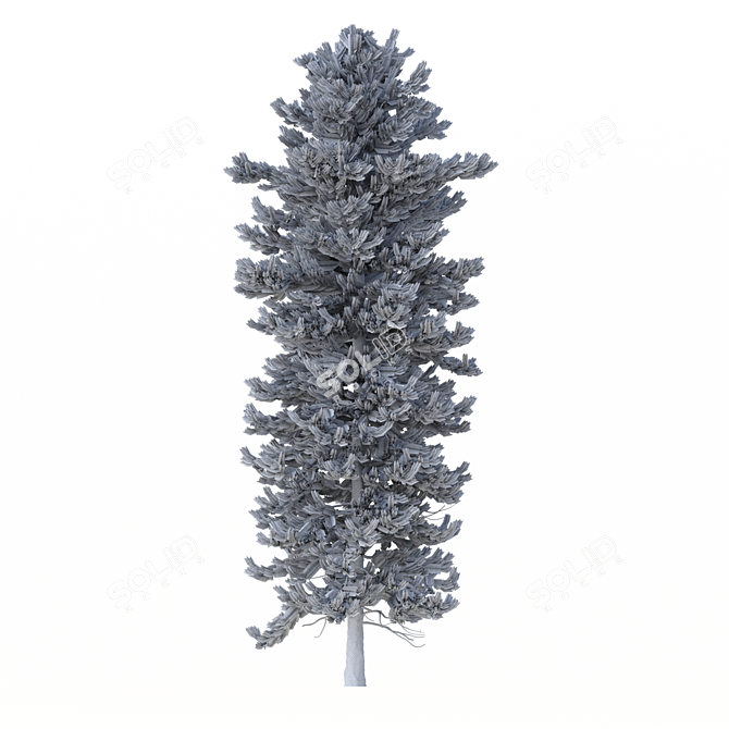 Norway Spruce Trees - V-Ray 3D model image 7