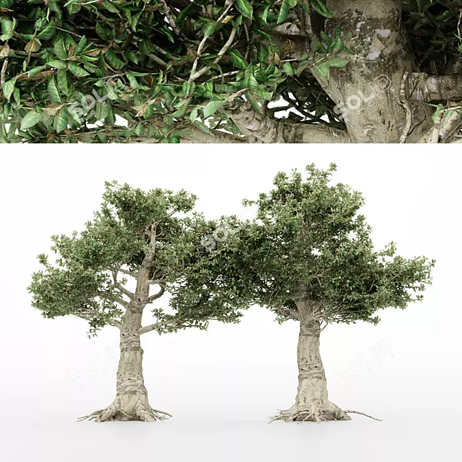 Variety of Kingsville Wood Trees 3D model image 1