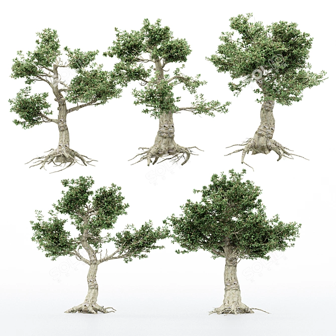 Variety of Kingsville Wood Trees 3D model image 2