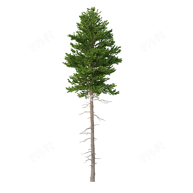 Title: Norway Spruce 3D Tree Set 3D model image 4