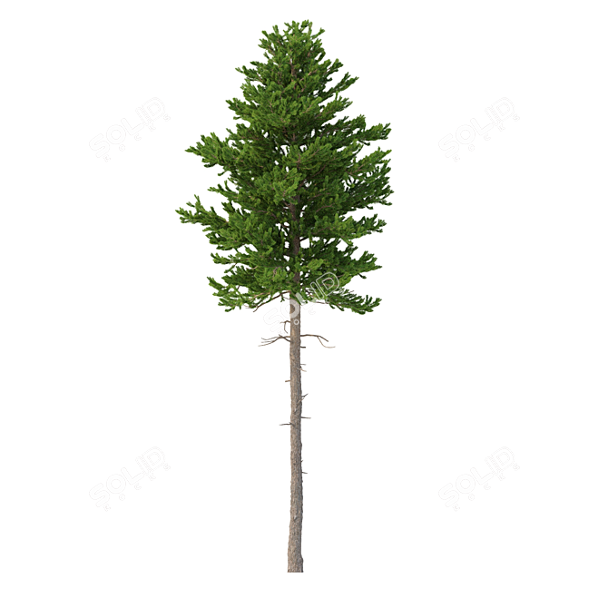 Title: Norway Spruce 3D Tree Set 3D model image 5