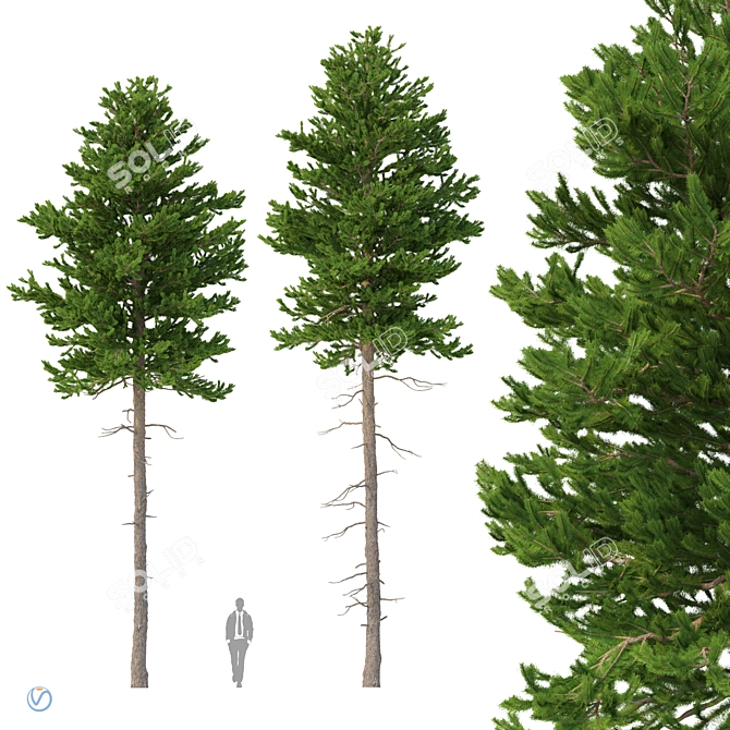 Norway Spruce 3D Tree Set 3D model image 1