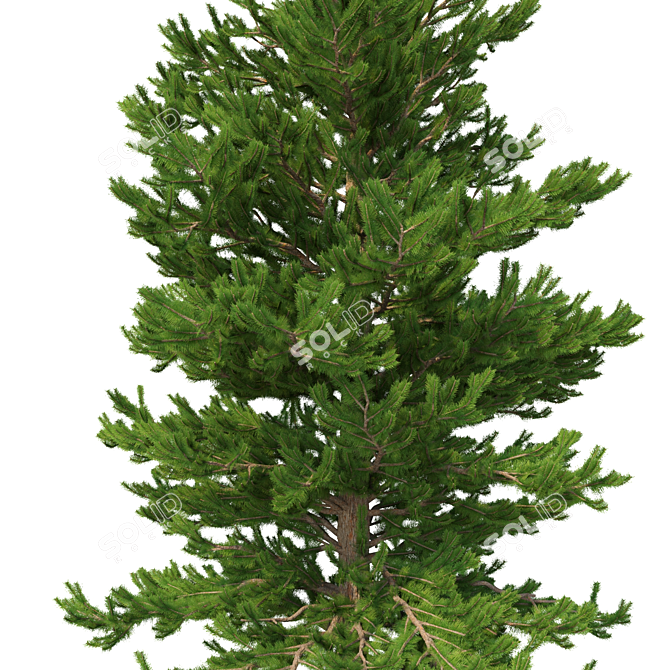 Norway Spruce 3D Tree Set 3D model image 2