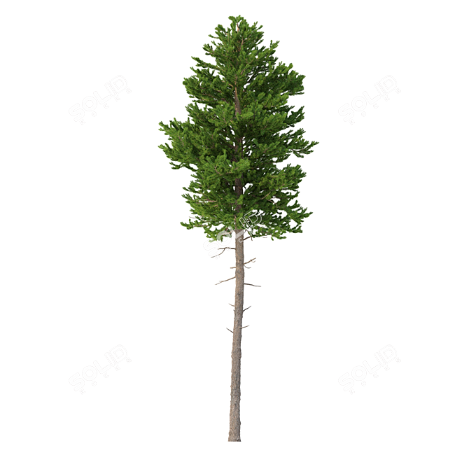 Norway Spruce 3D Tree Set 3D model image 4