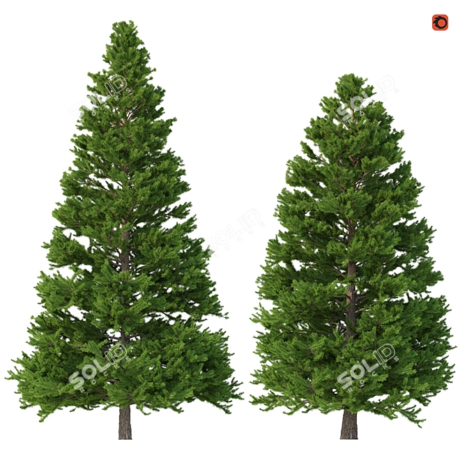 Norway Spruce 3D Tree Set 3D model image 1