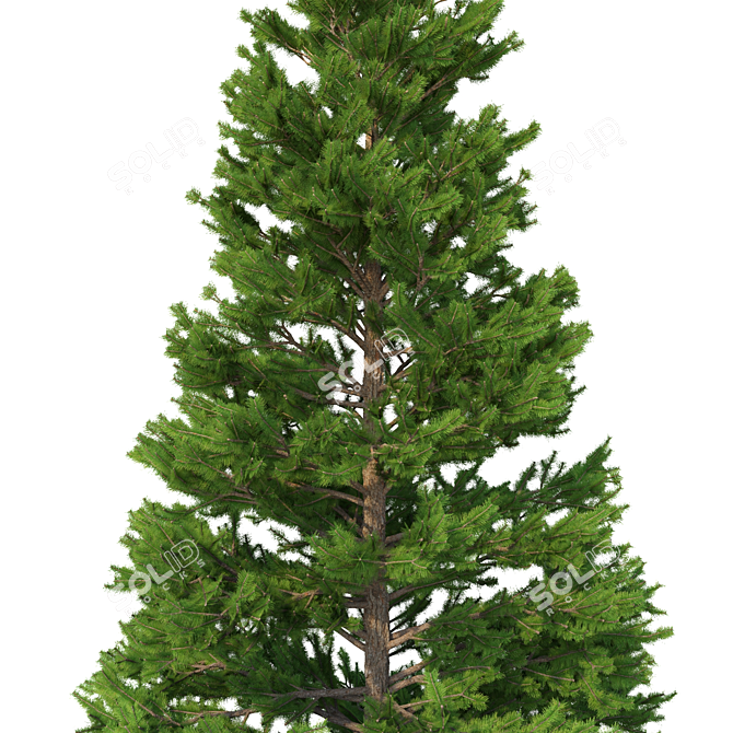 Norway Spruce 3D Tree Set 3D model image 2