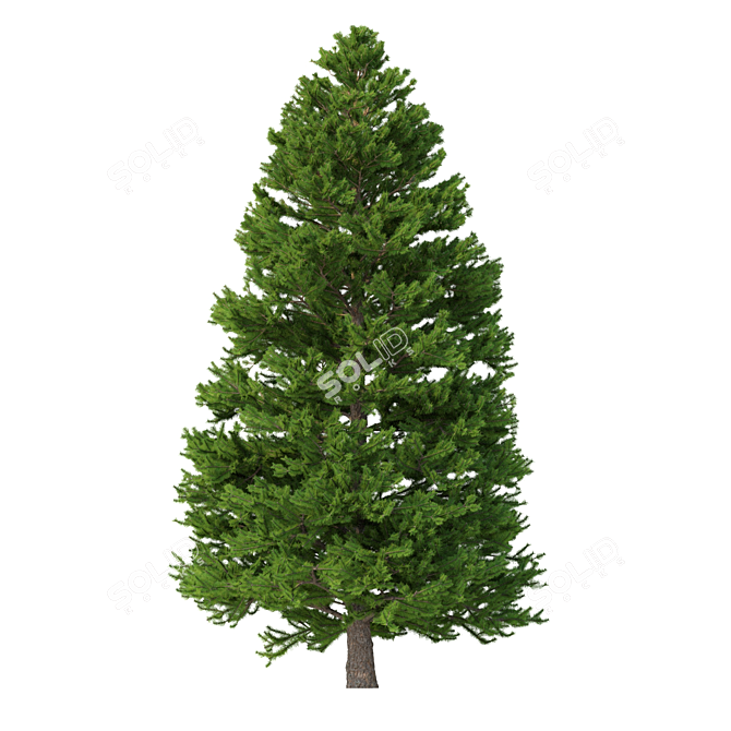 Norway Spruce 3D Tree Set 3D model image 4