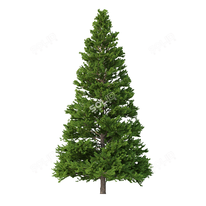 Norway Spruce 3D Tree Set 3D model image 5