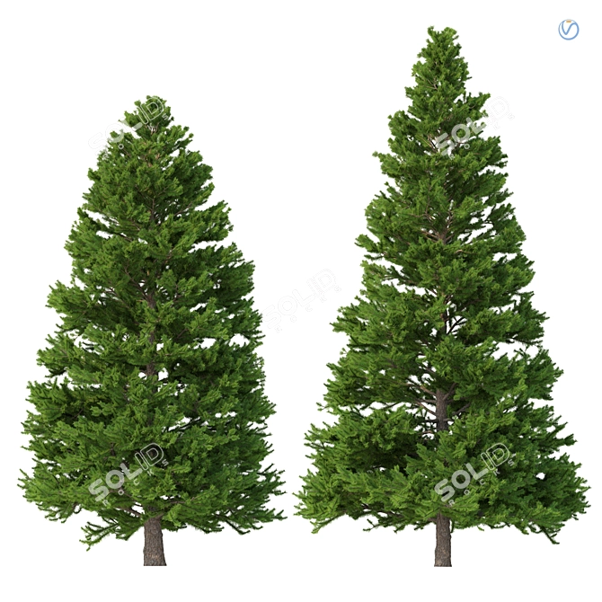 Norway Spruce Set - Realistic 3D Tree Models 3D model image 1