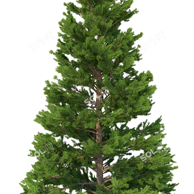 Norway Spruce Set - Realistic 3D Tree Models 3D model image 3