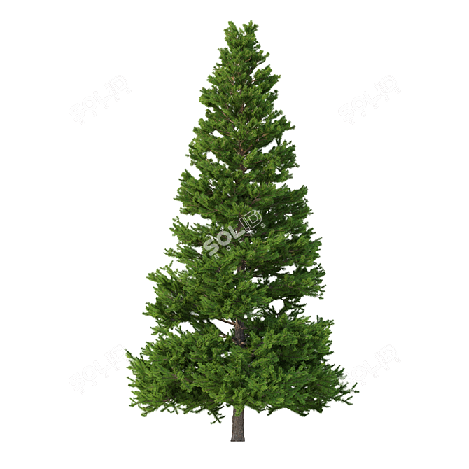 Norway Spruce Set - Realistic 3D Tree Models 3D model image 4